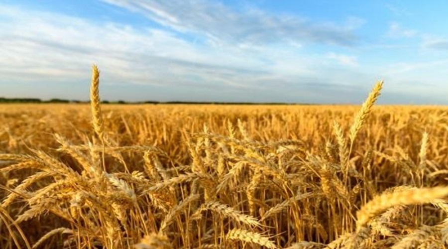 Україна в 2025р. зібрала 57,6 млн тонн зернових і 17,3 млн тонн олійних