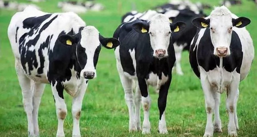 Затверджено Державну програму розвитку тваринництва до 2033 року