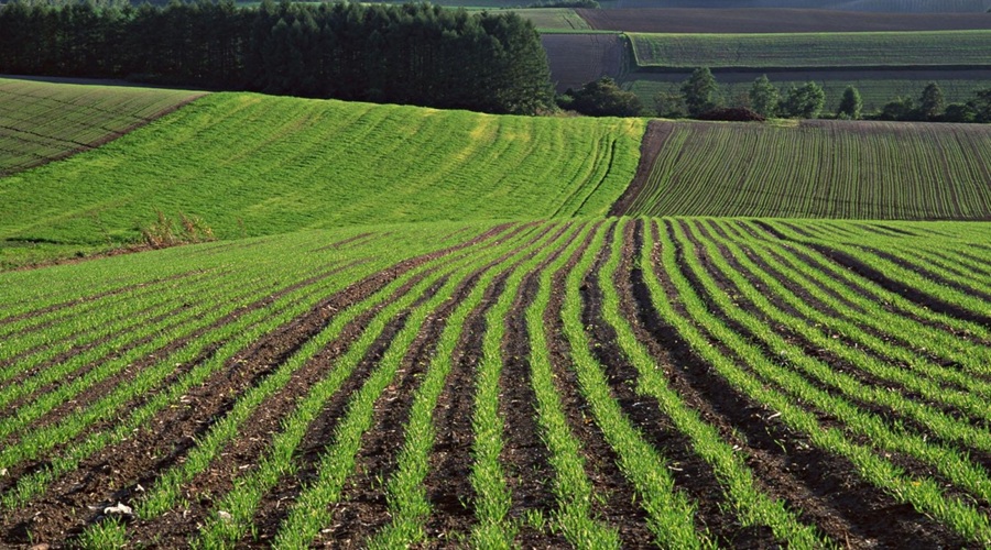 Уряд ухвалив постанову для швидшого повернення до використання земель сільськогосподарського призначення
