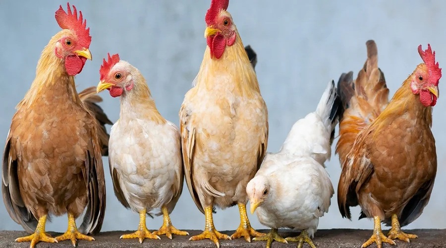 Україна поступово відновлює експорт м’яса птиці до Молдови