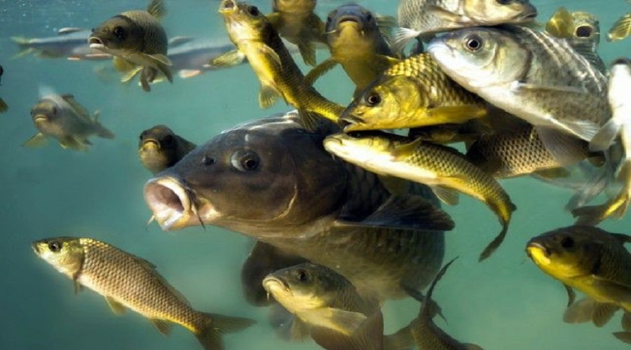 Розширено держпідтримку виробників у сфері аквакультури
