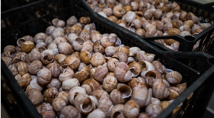 Україна наростила експорт молюсків на 27,1% у першому кварталі 2026 року